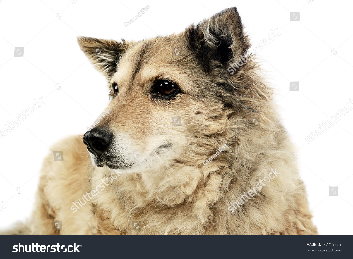 old mixed breed dog in  white studio #287719775