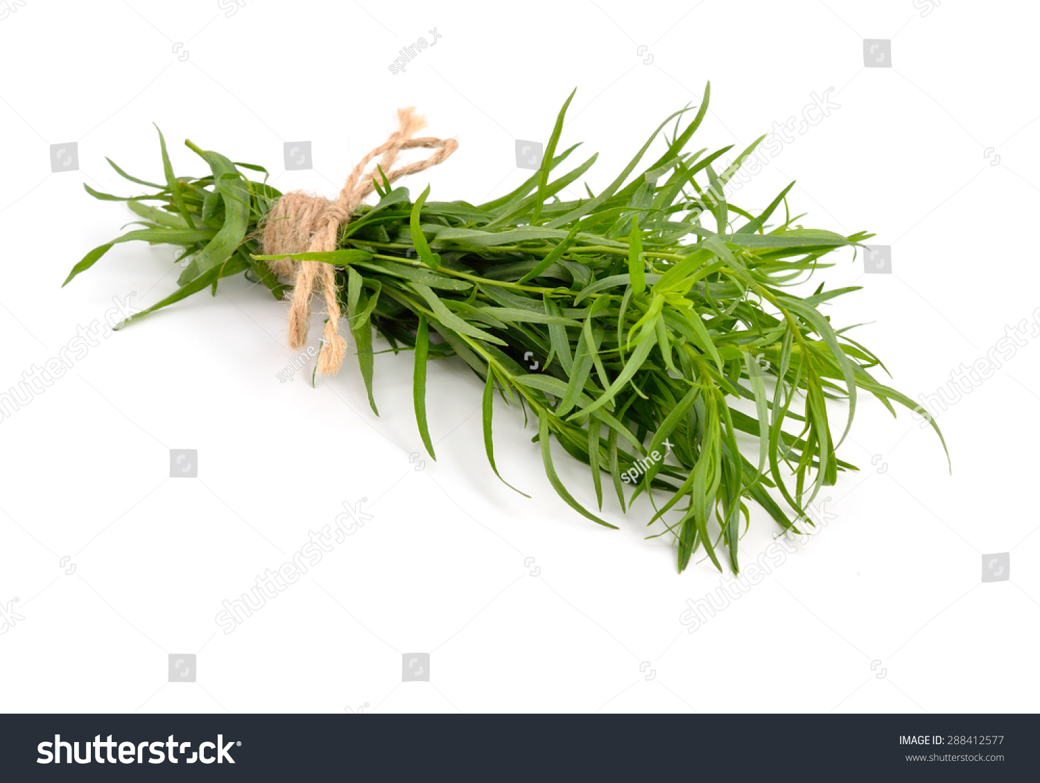 Tarragon (Artemisia dracunculus) Isolated on white background. #288412577
