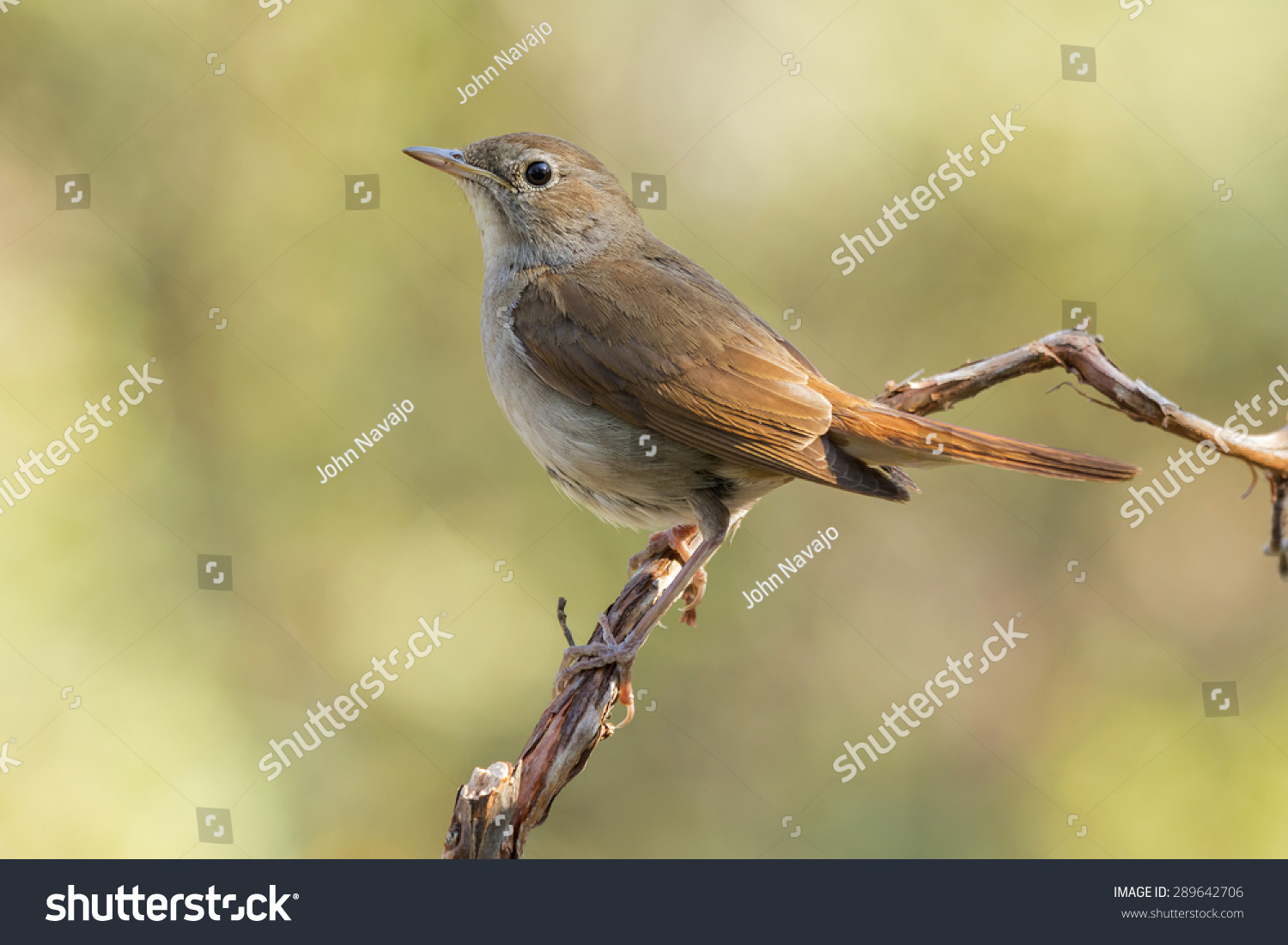 Common Nightingale, ( Luscinia megarhynchos ), sunbathing #289642706
