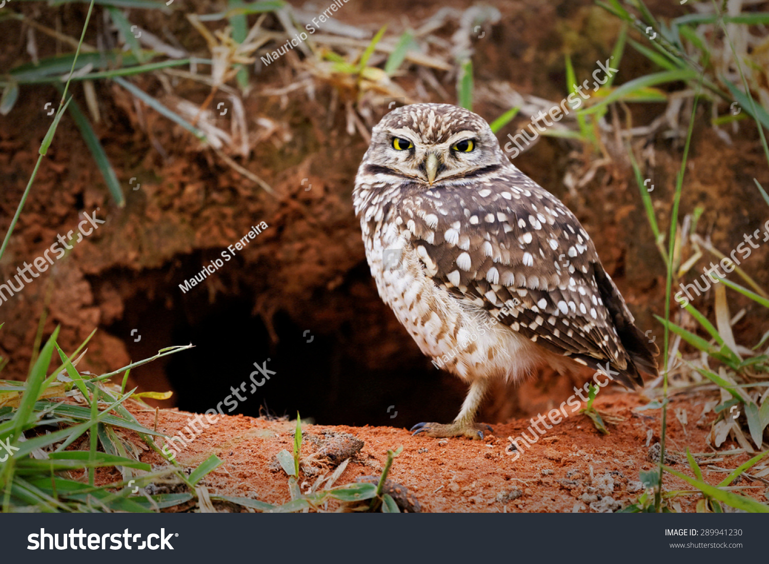 Burrowing owl protecting home
 #289941230