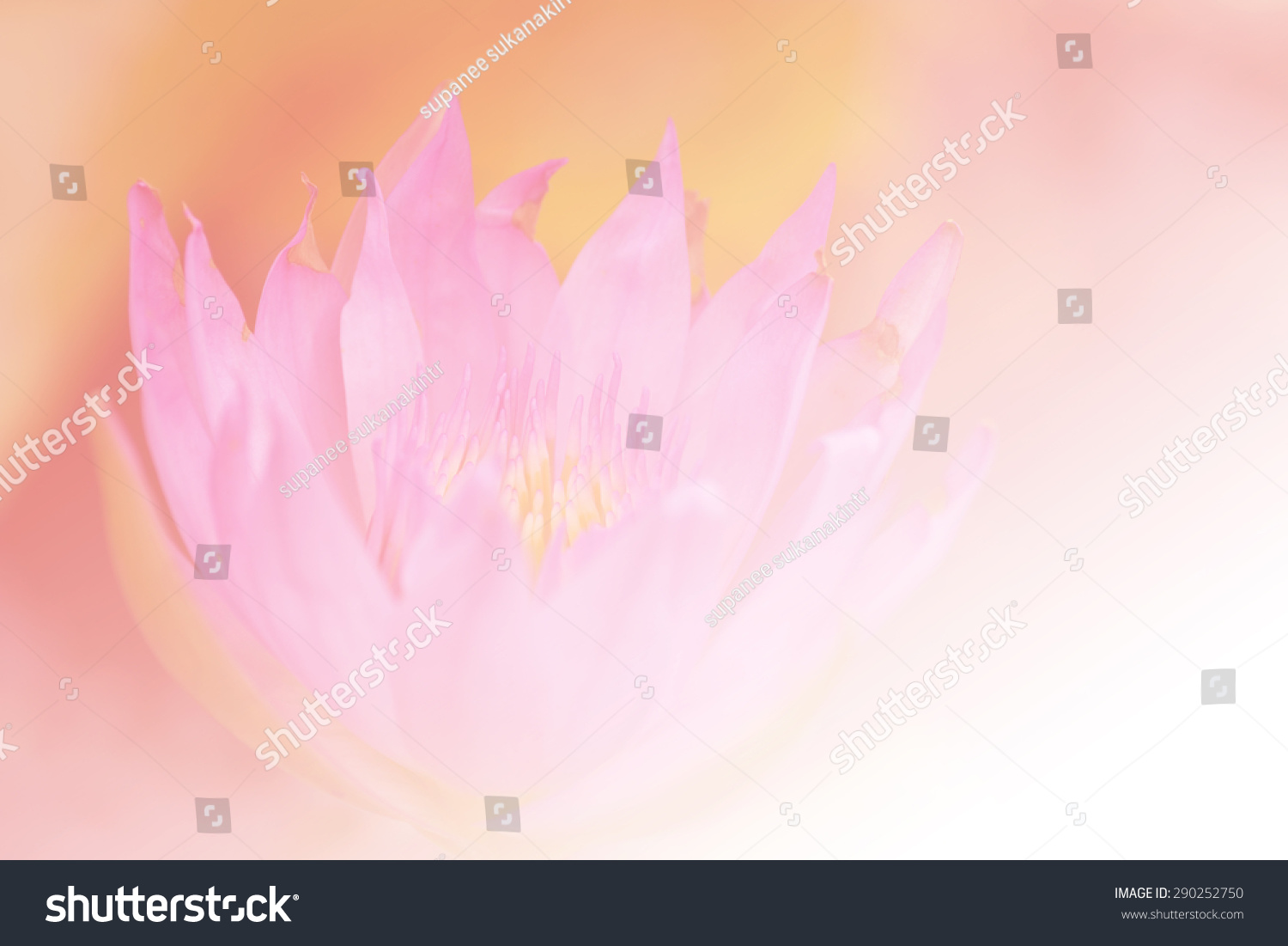 background flower blossom [soft focus] #290252750