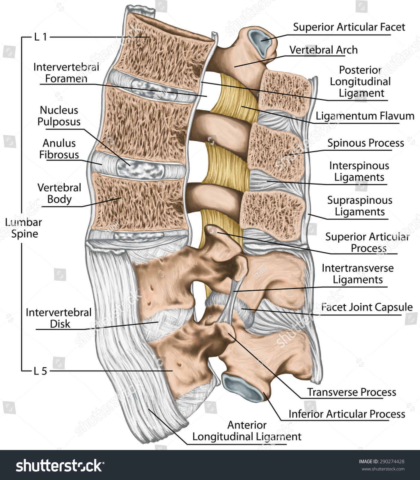 Ligaments and lumbar spine structure, the Royalty Free Stock Photo