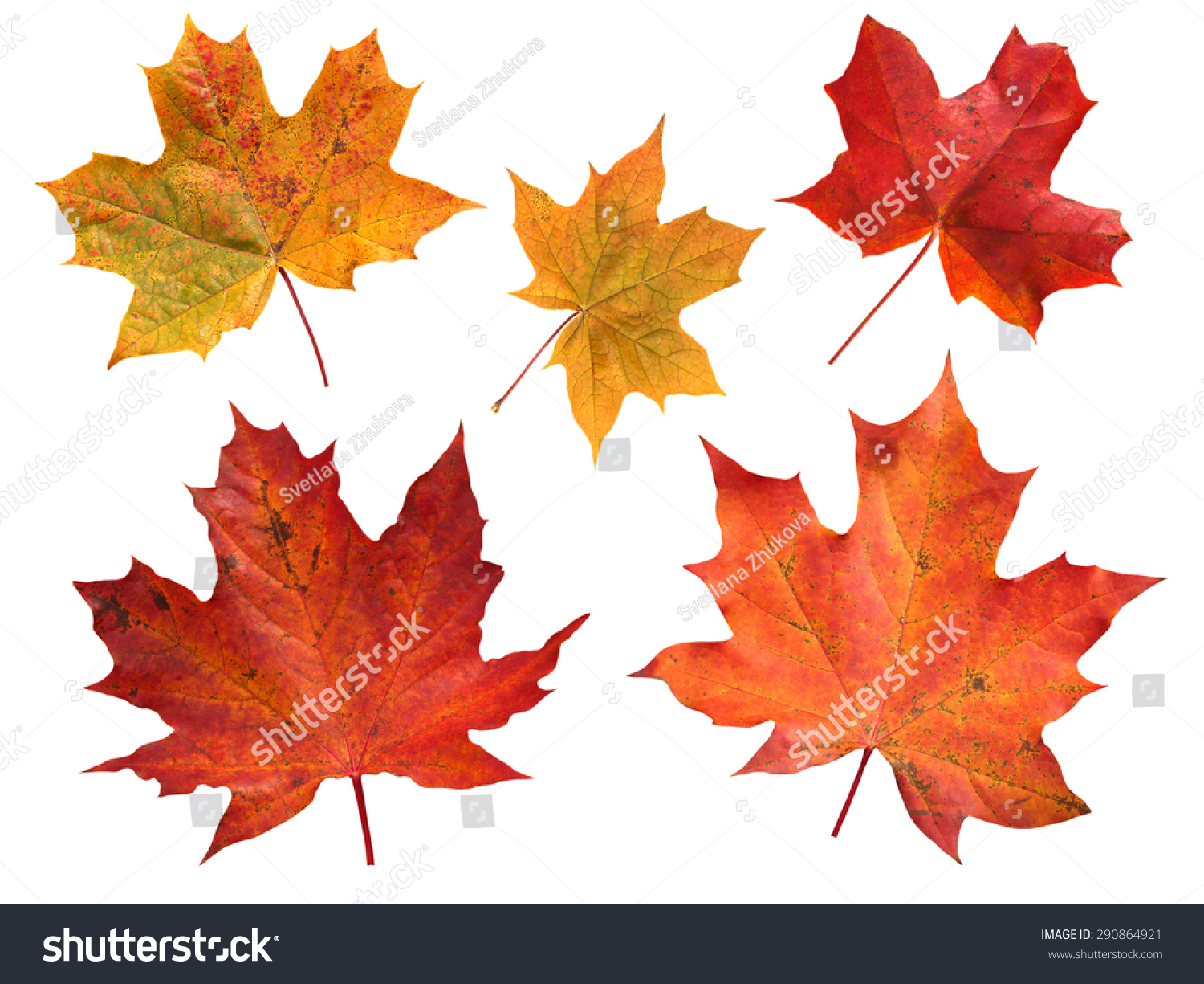 Set of five red and yellow maple leaves isolated on white
 #290864921