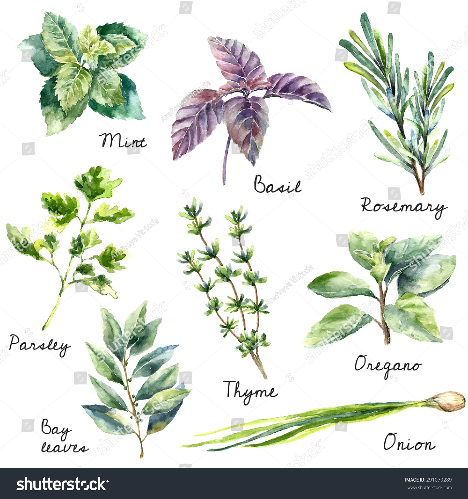 Watercolor collection of fresh herbs isolated: mint, basil, rosemary, parsley, oregano, thyme, bay leaves, green onion.Herbs vector object isolated on white background. Kitchen herbs and spices banner #291079289