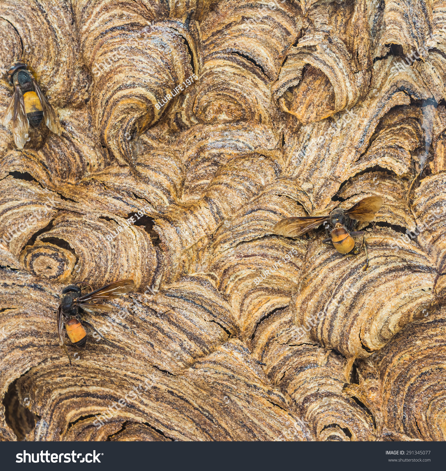 Close Up Shot Of Wasp Beetle Nest Texture For Royalty Free Stock Photo Avopix Com