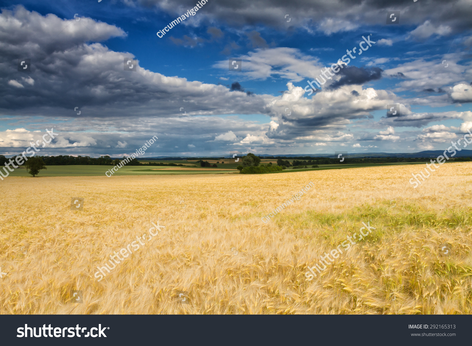 Golden wheat field under a partly cloudy sky, Wetterau, Hessen, Germany #292165313