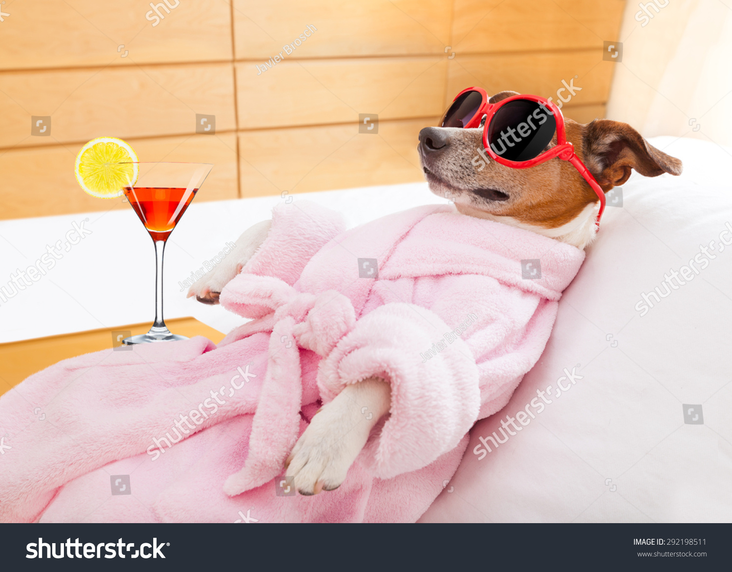 jack russell dog relaxing  and lying, in   spa wellness center ,wearing a  bathrobe and funny sunglasses , martini cocktail included #292198511