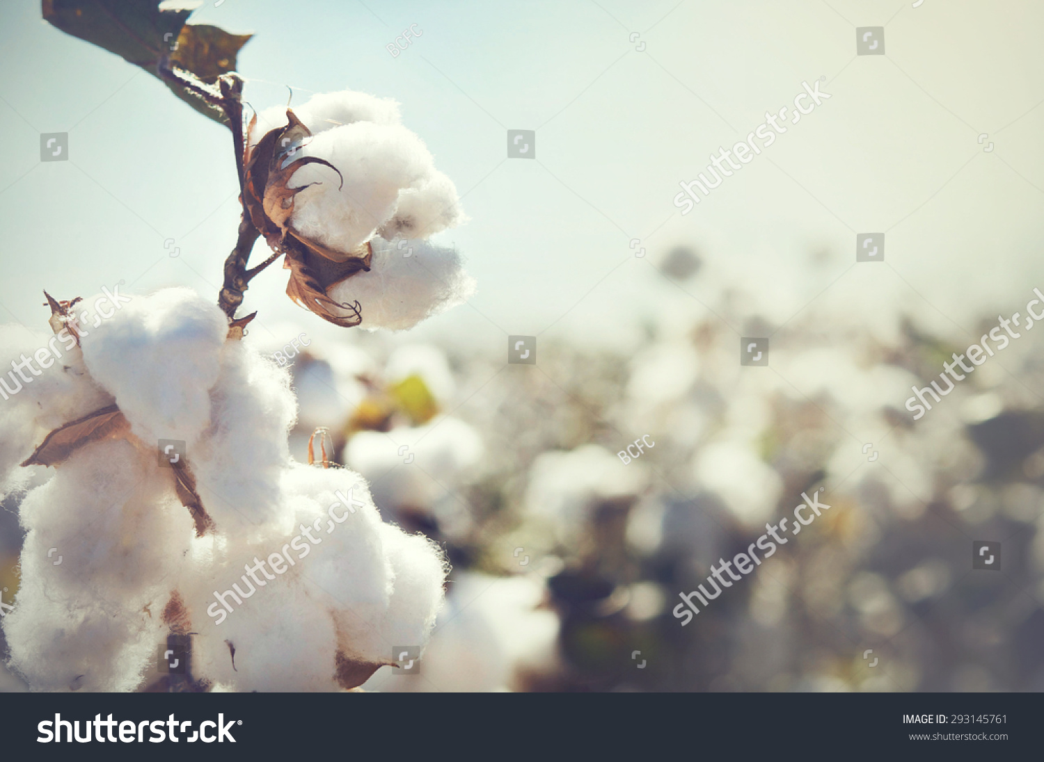 Cotton crop landscape with copy space area #293145761