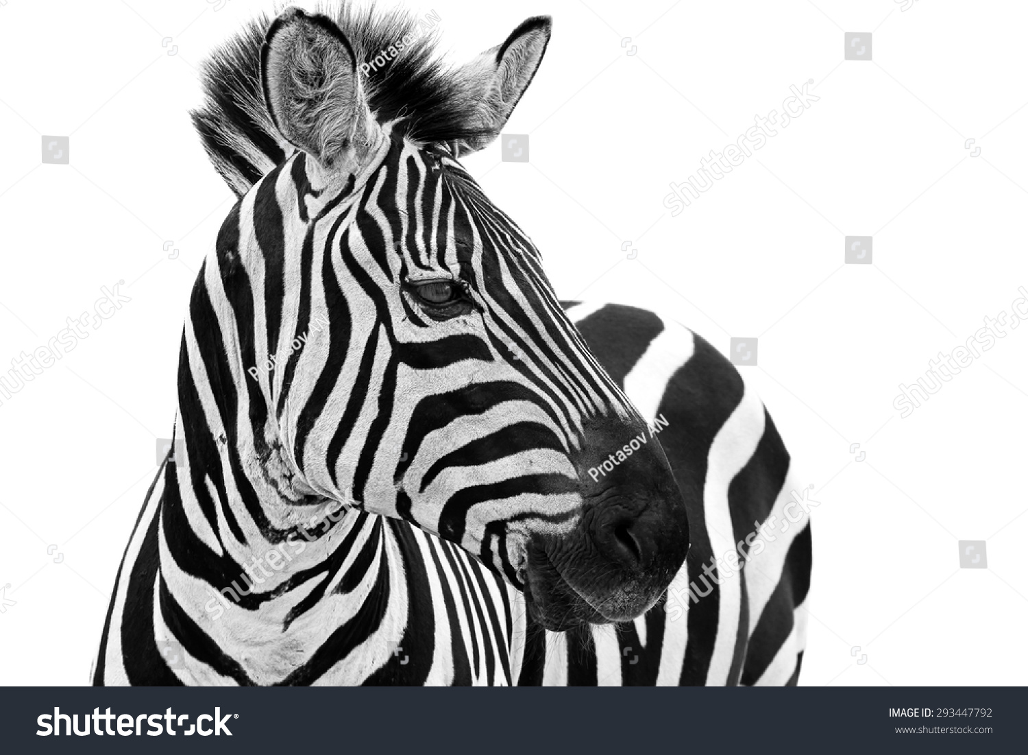 Zebra close up portrait. Zebra animal isolated on a white background  #293447792