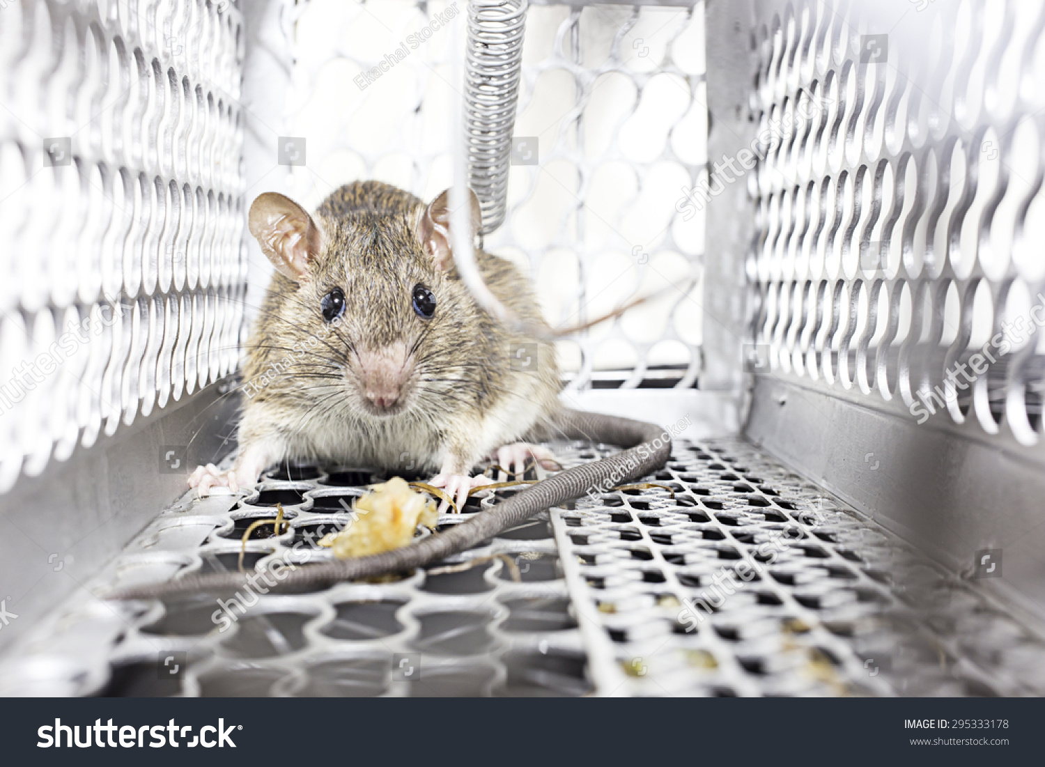 Rat in a spring-trap. #295333178