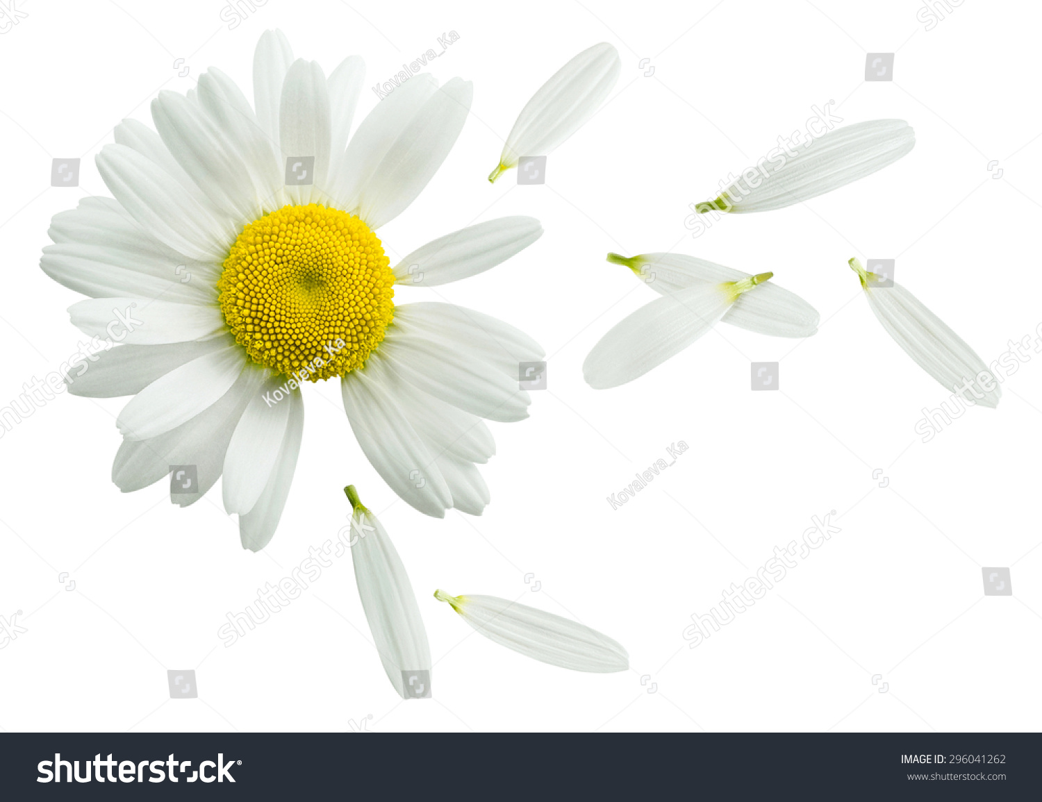 Chamomile flower flying petals, guess on daisy, isolated on white background as poster design element #296041262