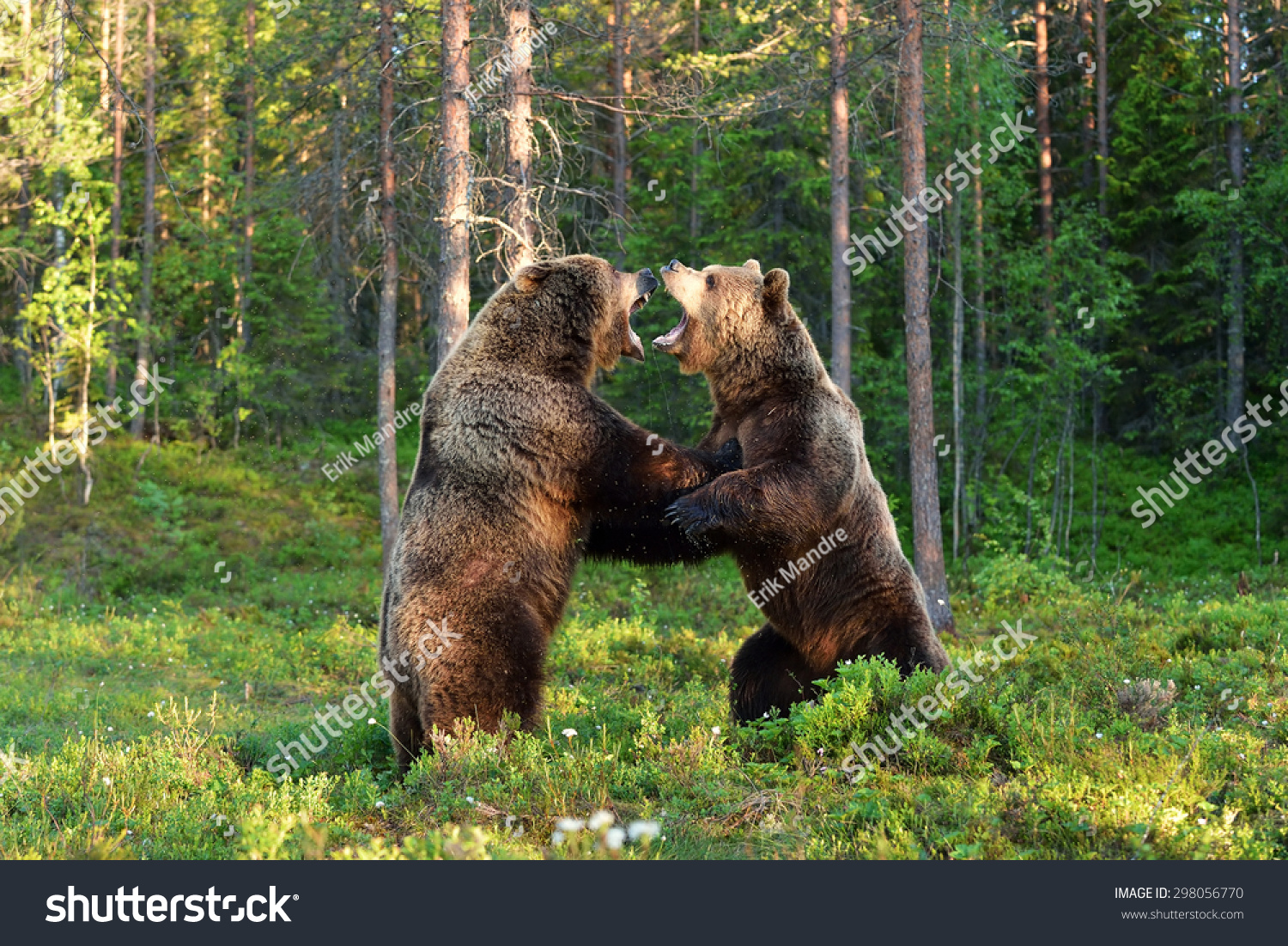 Two bears fighting in forest - Royalty Free Stock Photo 298056770 ...