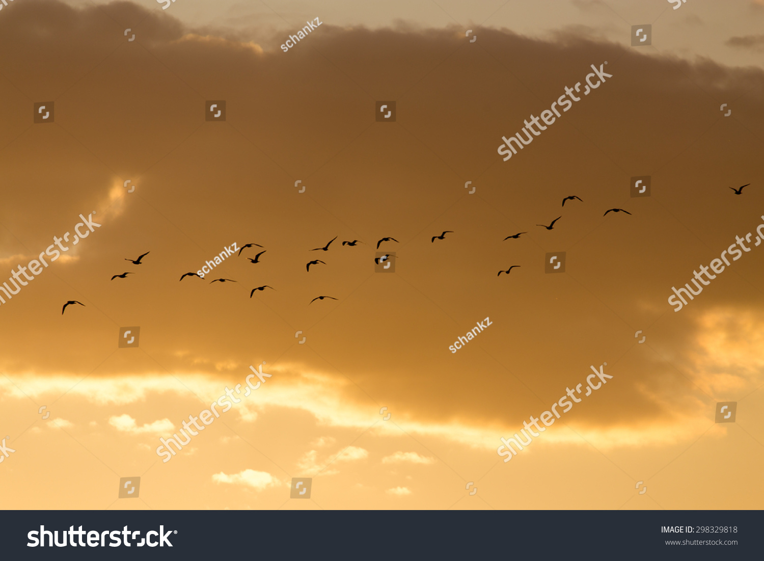 a flock of birds at sunset #298329818