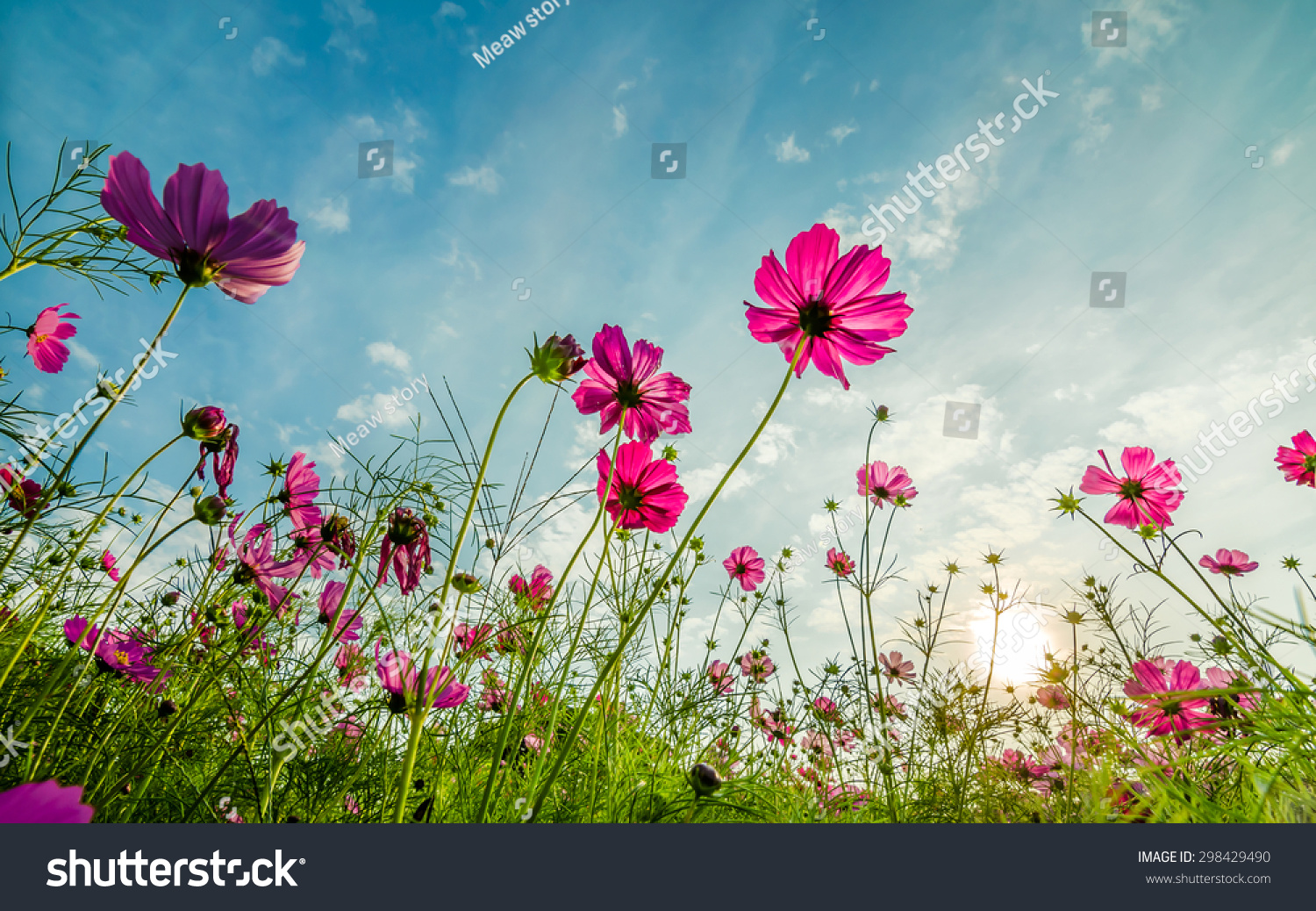 Purple, pink, red, cosmos flowers in the garden with  blue sky and clouds background in vintage style soft focus. #298429490