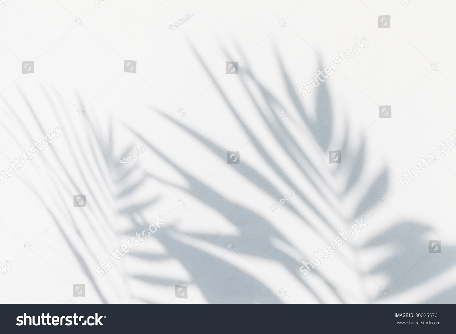 shadow of palm leaves #300255701