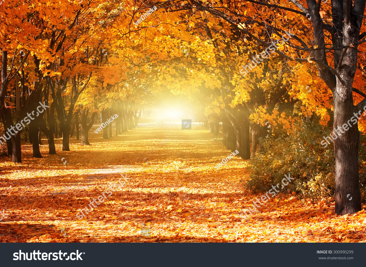 Beautiful romantic alley in a park with colorful trees and sunlight. autumn natural background #300990299