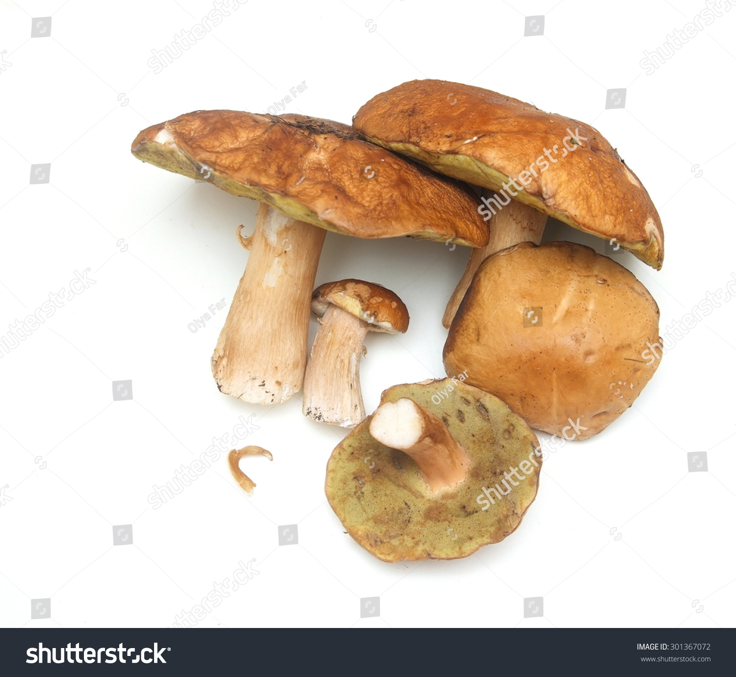 White mushrooms on a white background #301367072