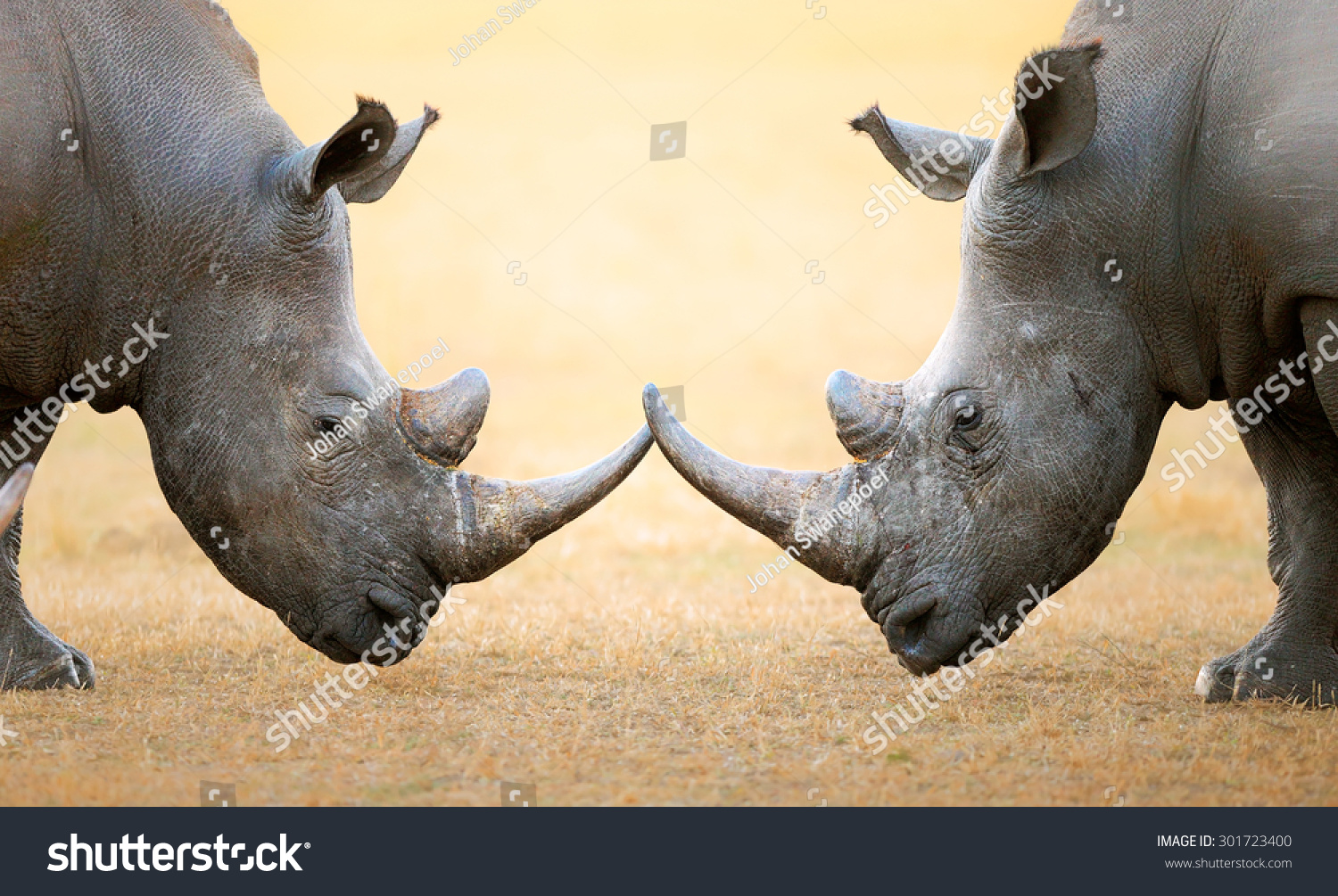 White Rhinoceros (Ceratotherium Simum) head to head - Kruger National Park (South Africa) #301723400