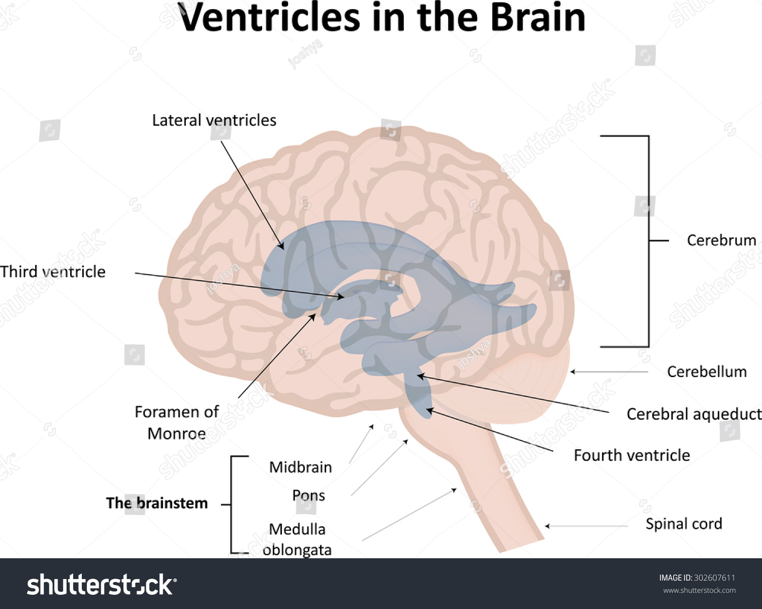 Ventricles in the Brain Labeled Diagram - Royalty Free Stock Photo ...