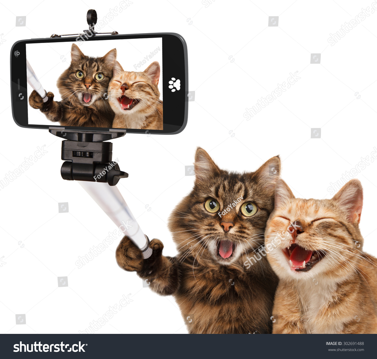 Funny cats - Self picture. Selfie stick in his hand.
Couple of cat taking a selfie together with smartphone camera #302691488