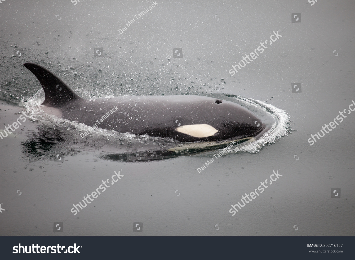 An orca whale, or killer whale, effortlessly pushes the smooth water out of its way #302716157