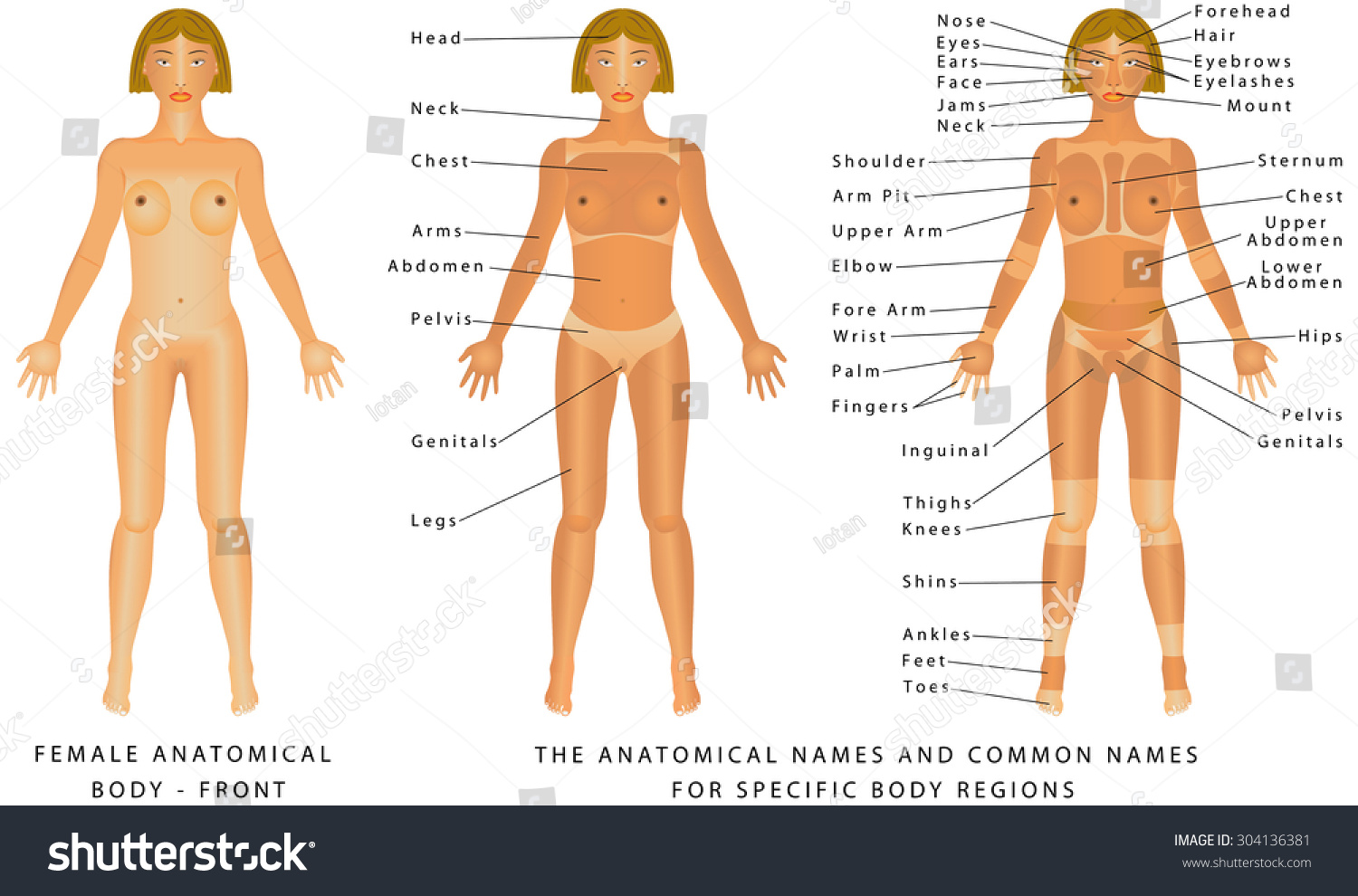 Female Body Front Surface Anatomy Human Body Royalty Free Stock Vector 304136381 Avopix Com