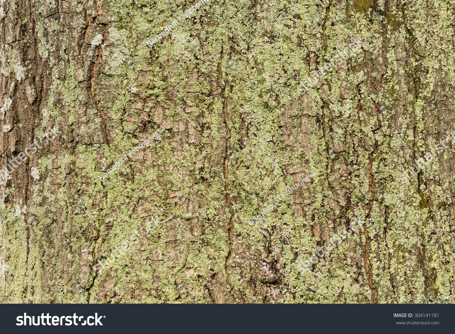 tree Bark texture background pattern #304141181