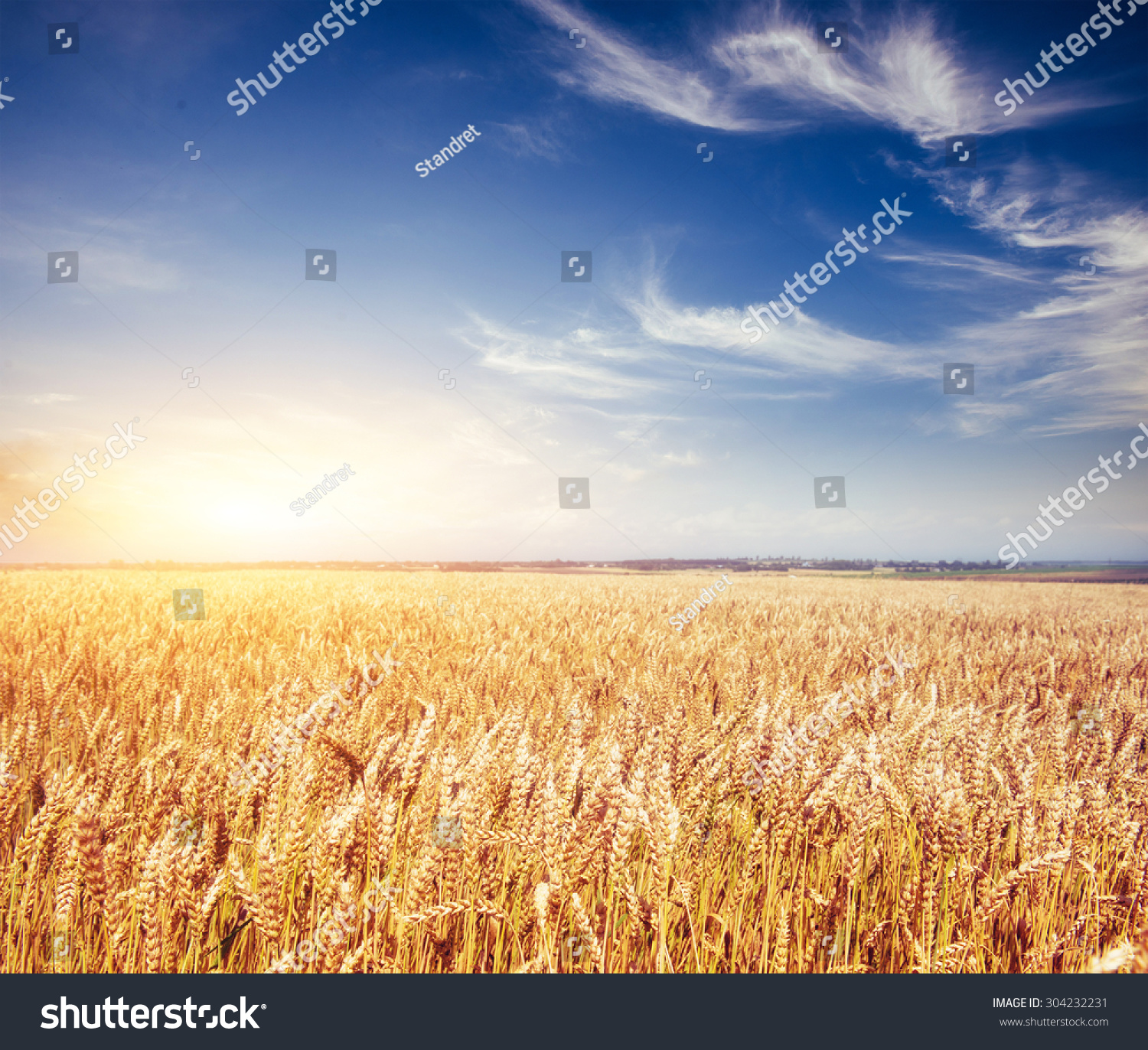  meadow wheat under sky  #304232231