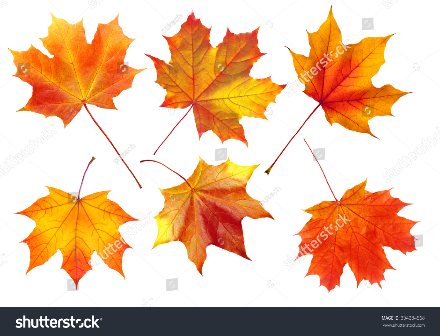 colorful autumn maple leaves isolated on white background #304384568