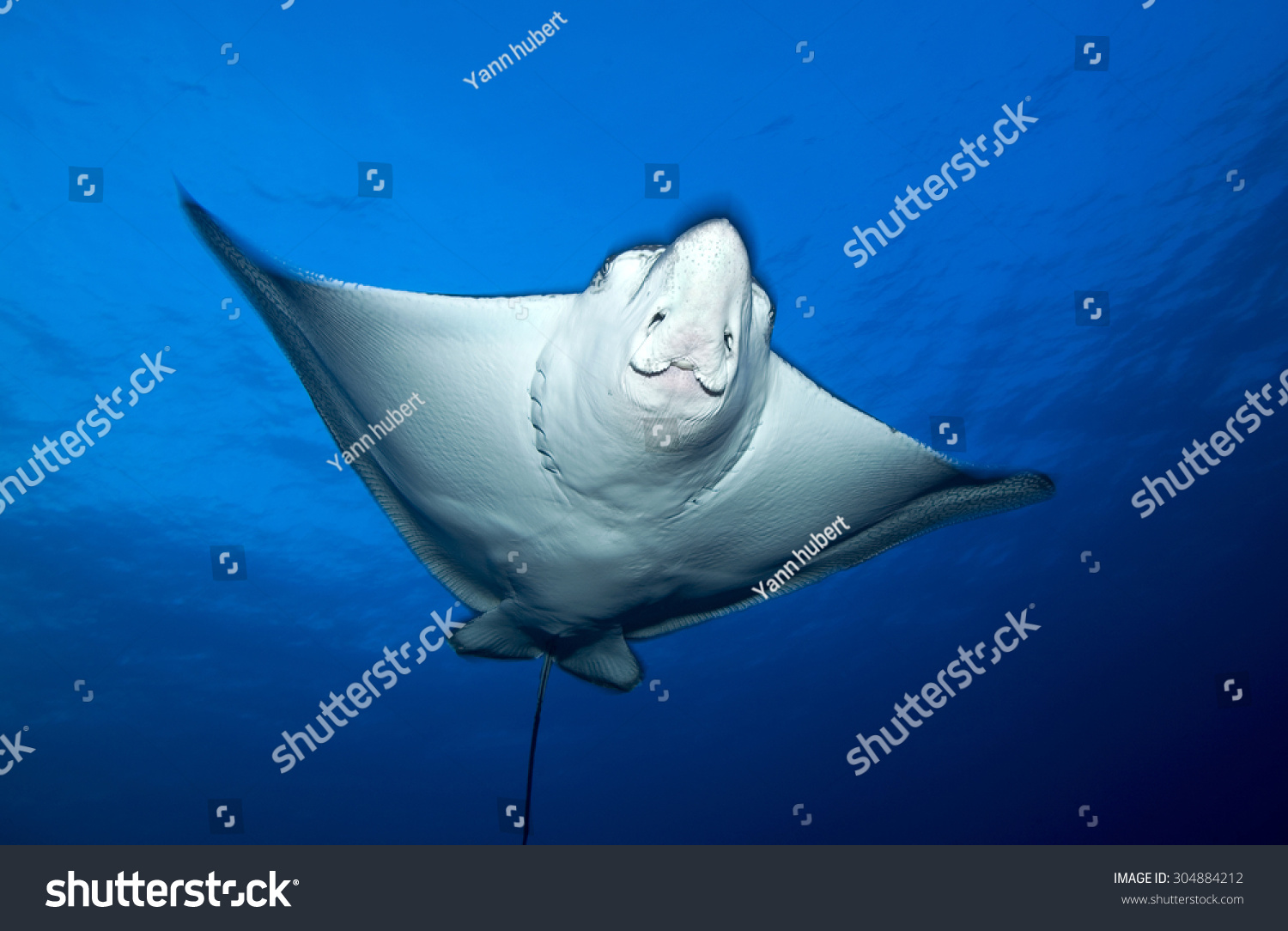 face view of spotted eagle ray swimming #304884212
