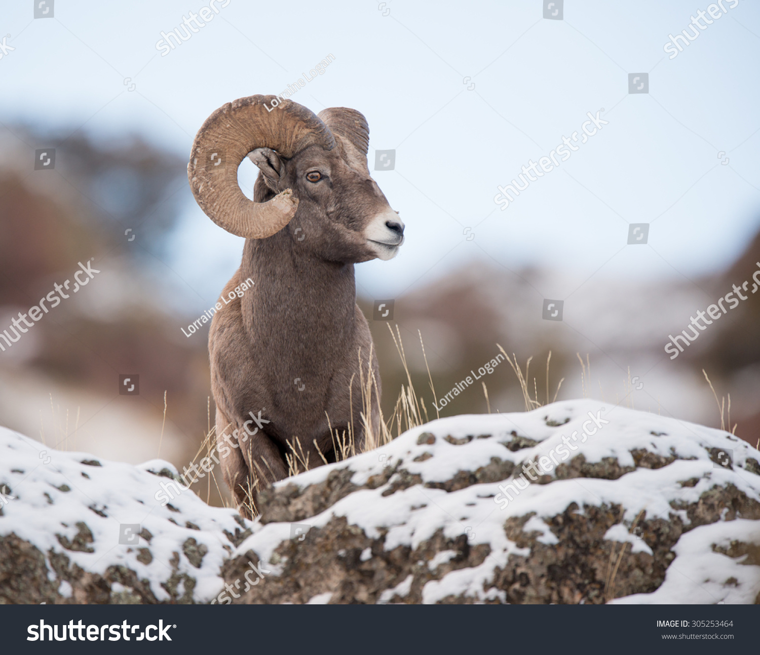 A full curl male big horn sheep looking to the right from above photographer; blue sky background #305253464