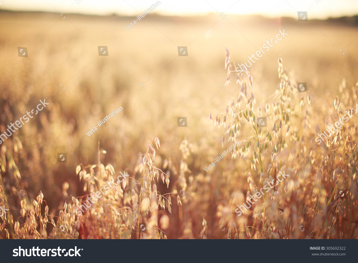 oats at sunset texture #305692322