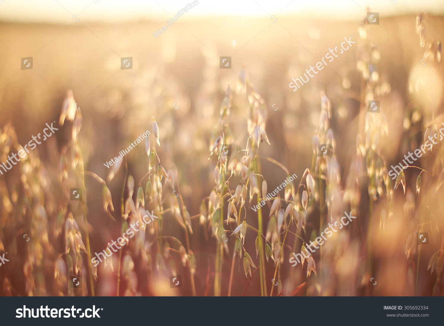 oats at sunset texture #305692334