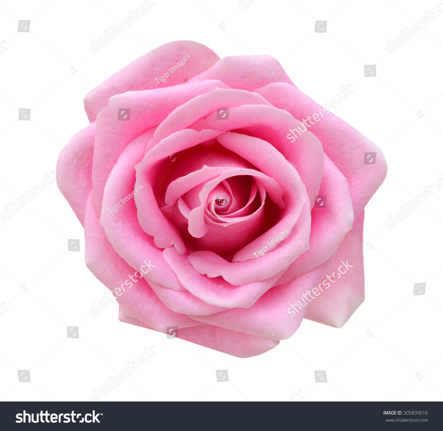 Pink rose isolated on white background. Deep focus. #305839016