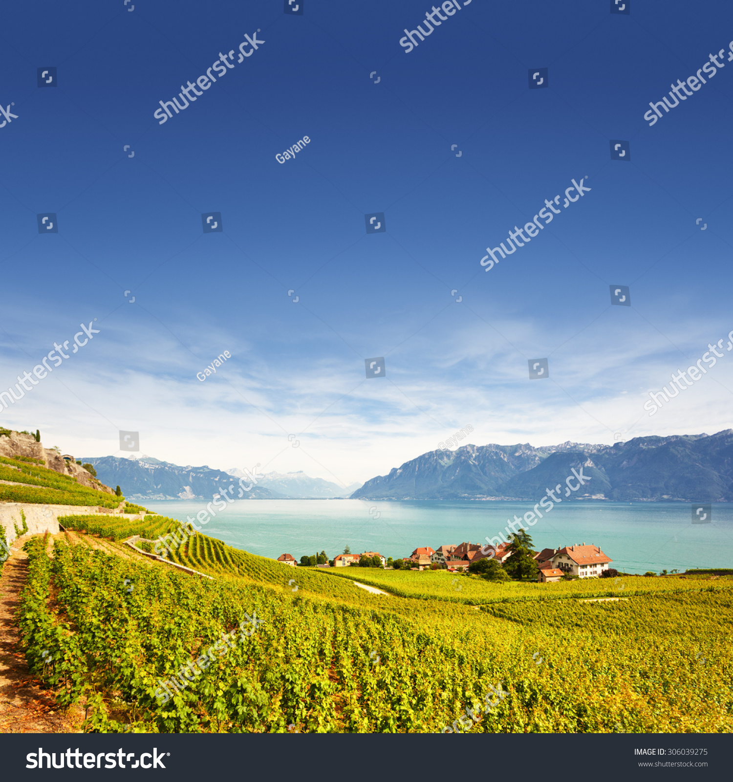 Vineyards at Geneva lake in Lavaux area, - Royalty Free Stock Photo ...