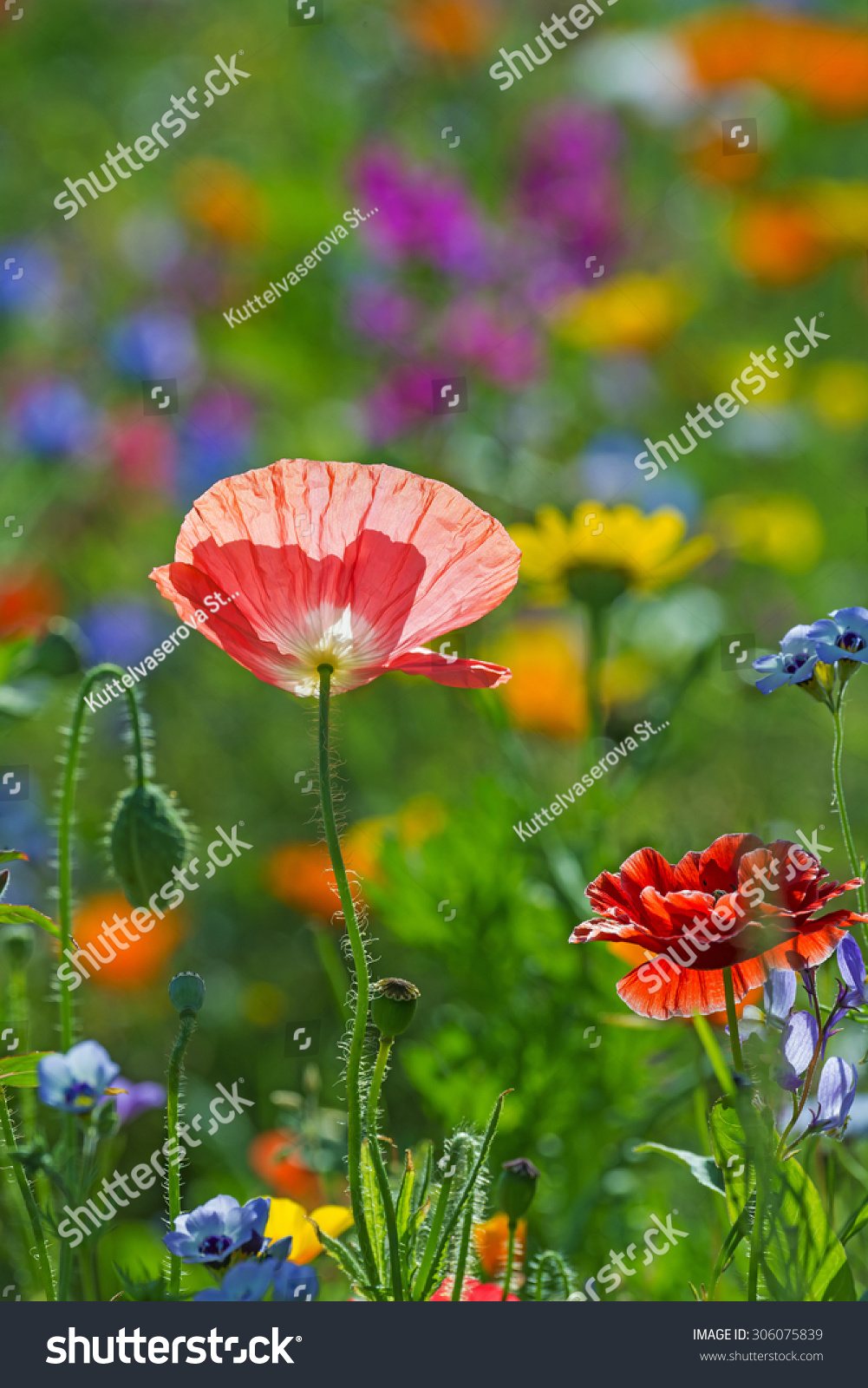 summer meadow with red poppies #306075839