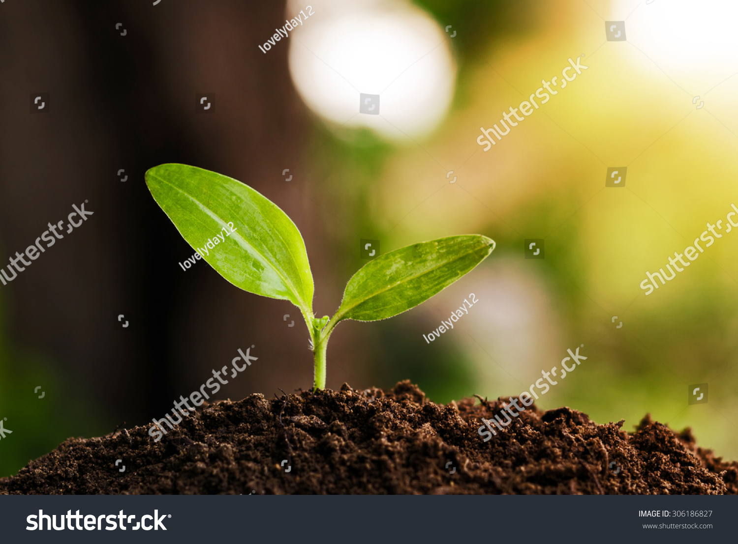 young plant grow and sunshine #306186827