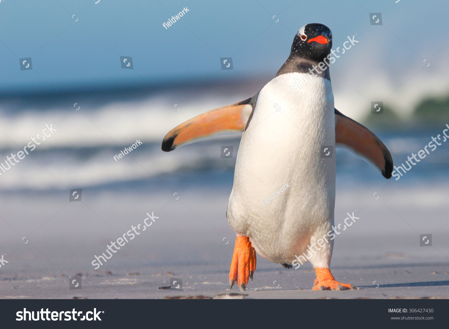 Gentoo Penguin walking on the Beach. Bertha's Beach. Falkland Islands. #306427430