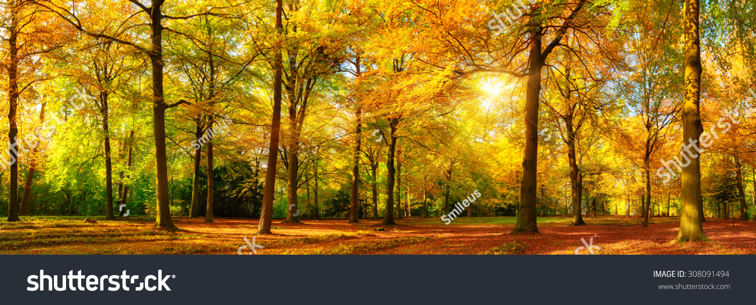 Gorgeous autumn landscape panorama of a scenic forest with lots of warm sunshine #308091494