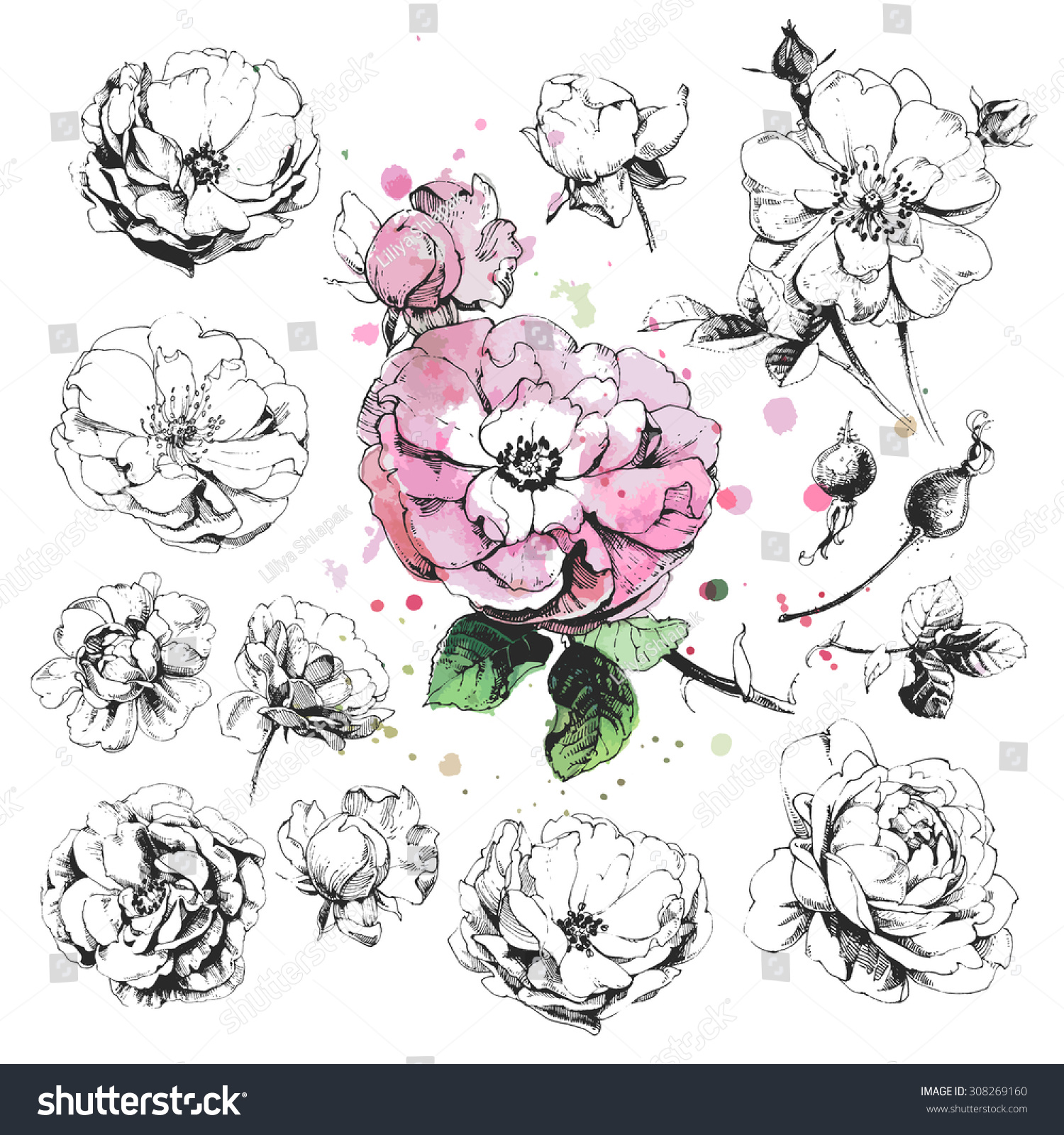 Hand drawn illustrations of wild rose flowers isolated on white background #308269160