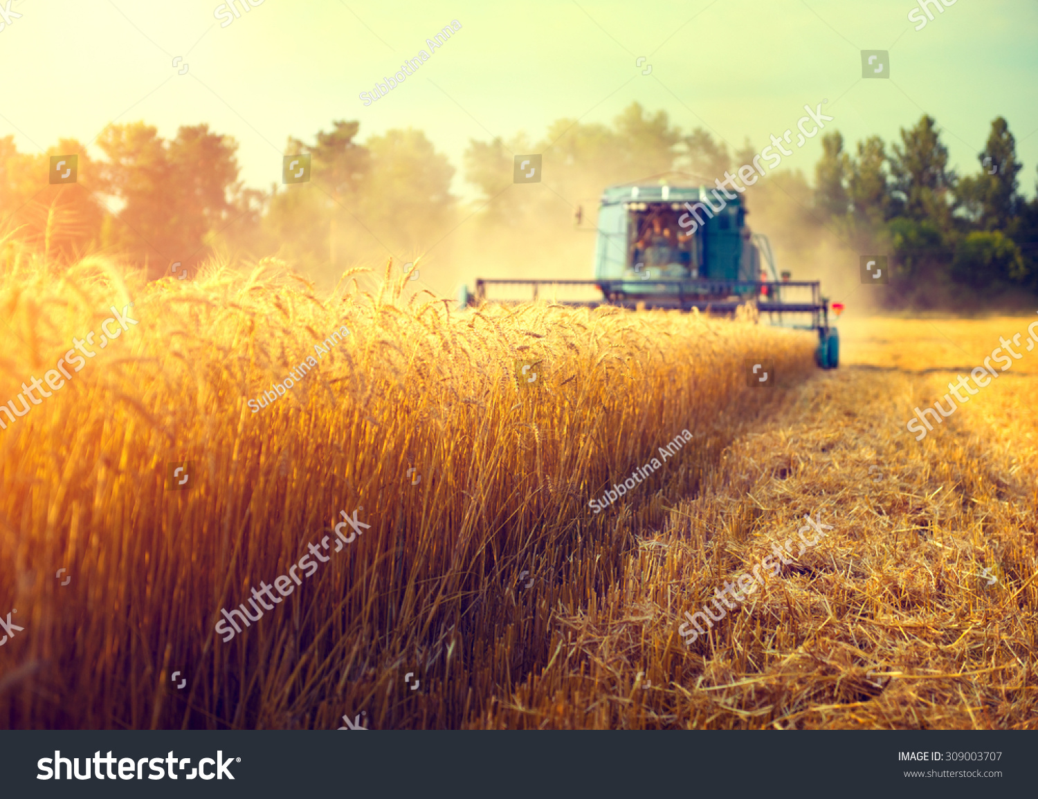 Harvester machine to harvest wheat field working. Combine harvester agriculture machine harvesting golden ripe wheat field. Agriculture #309003707