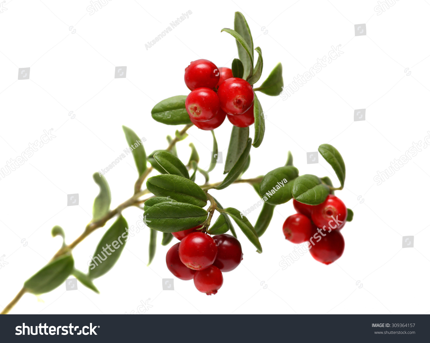 Branch Cranberries Isolated On  a White Background. #309364157