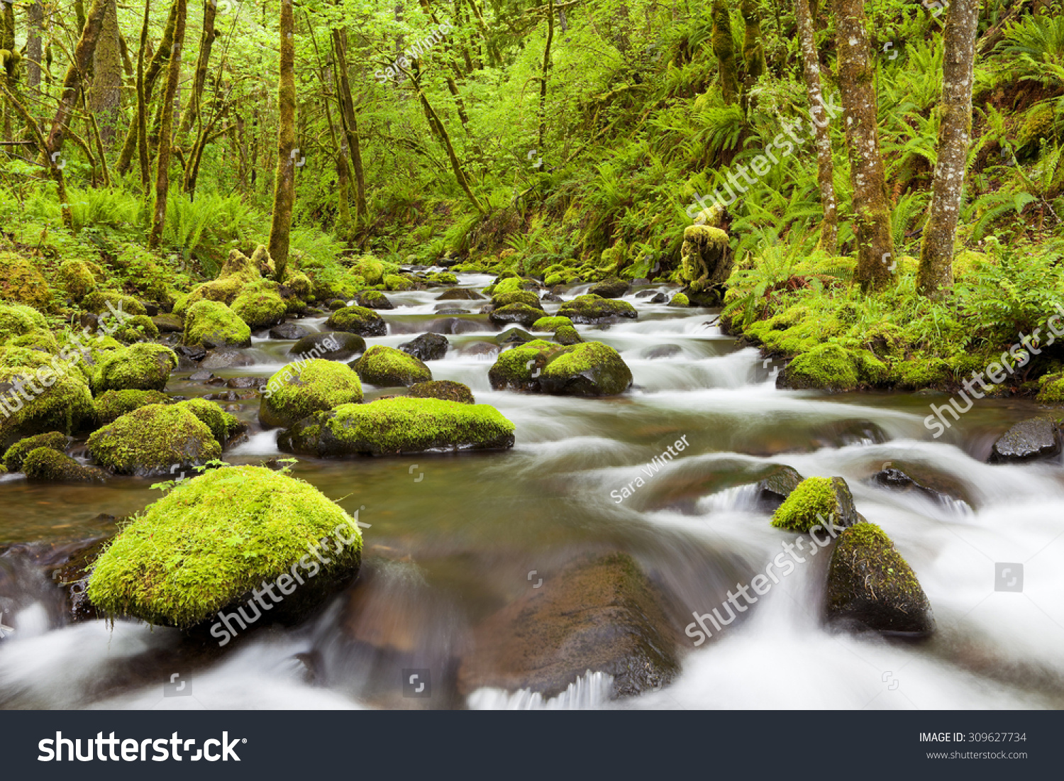 Gorton Creek through lush rainforest in the Columbia River Gorge, Oregon, USA. #309627734