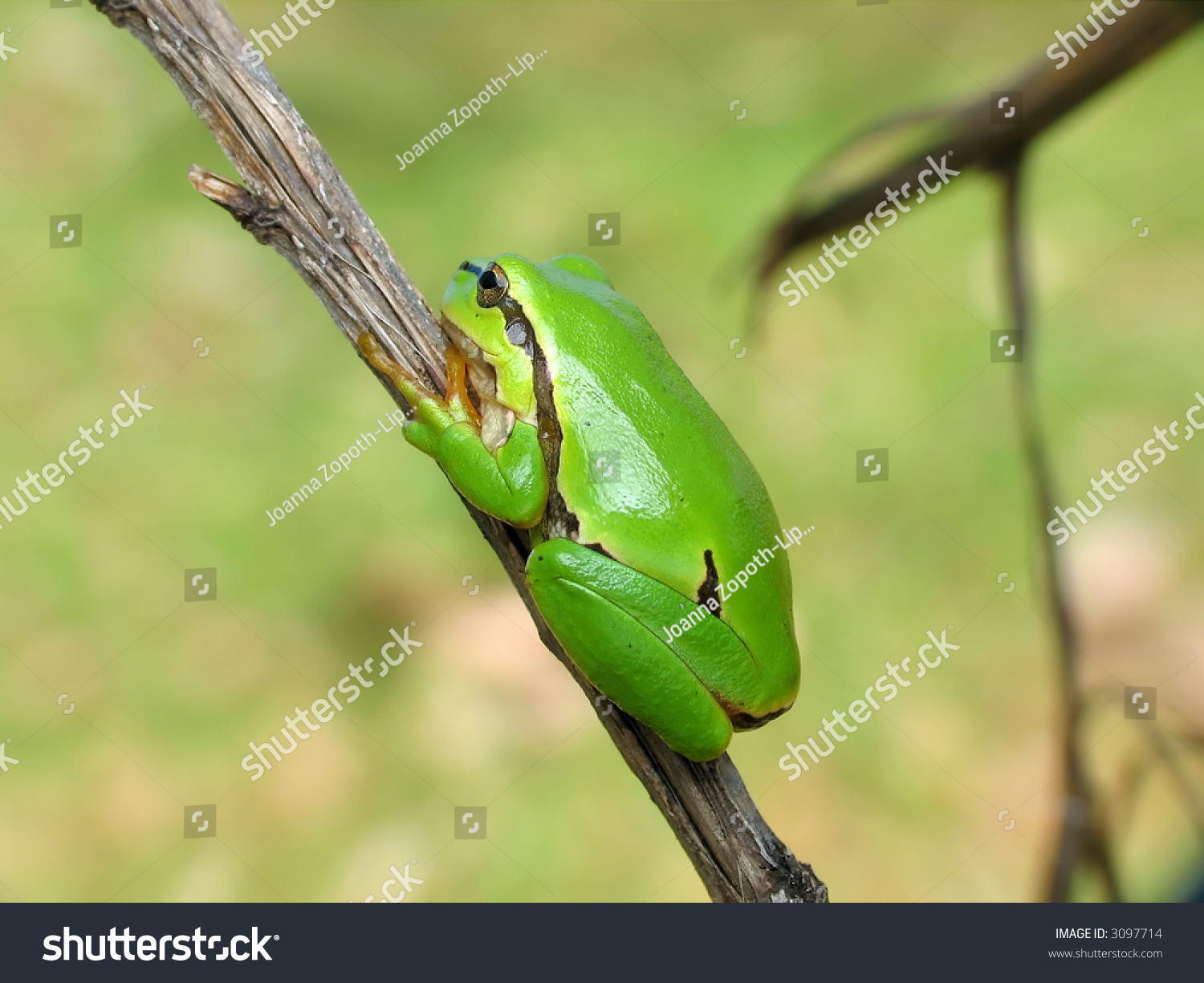 Close-up of green frog - tree toad #3097714