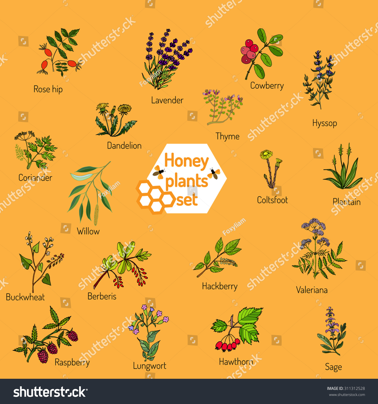 Plants - nectar sources for honey bees. Vector set #311312528
