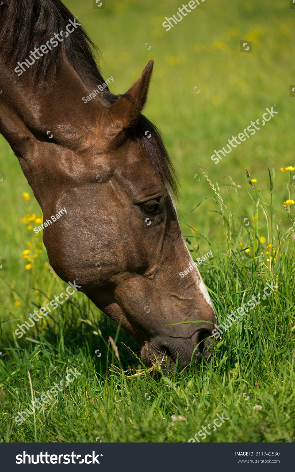 Liver chestnut horse with a white stripe, in a green grass field with yellow flowers and blue sky, eating some grass. #311742530