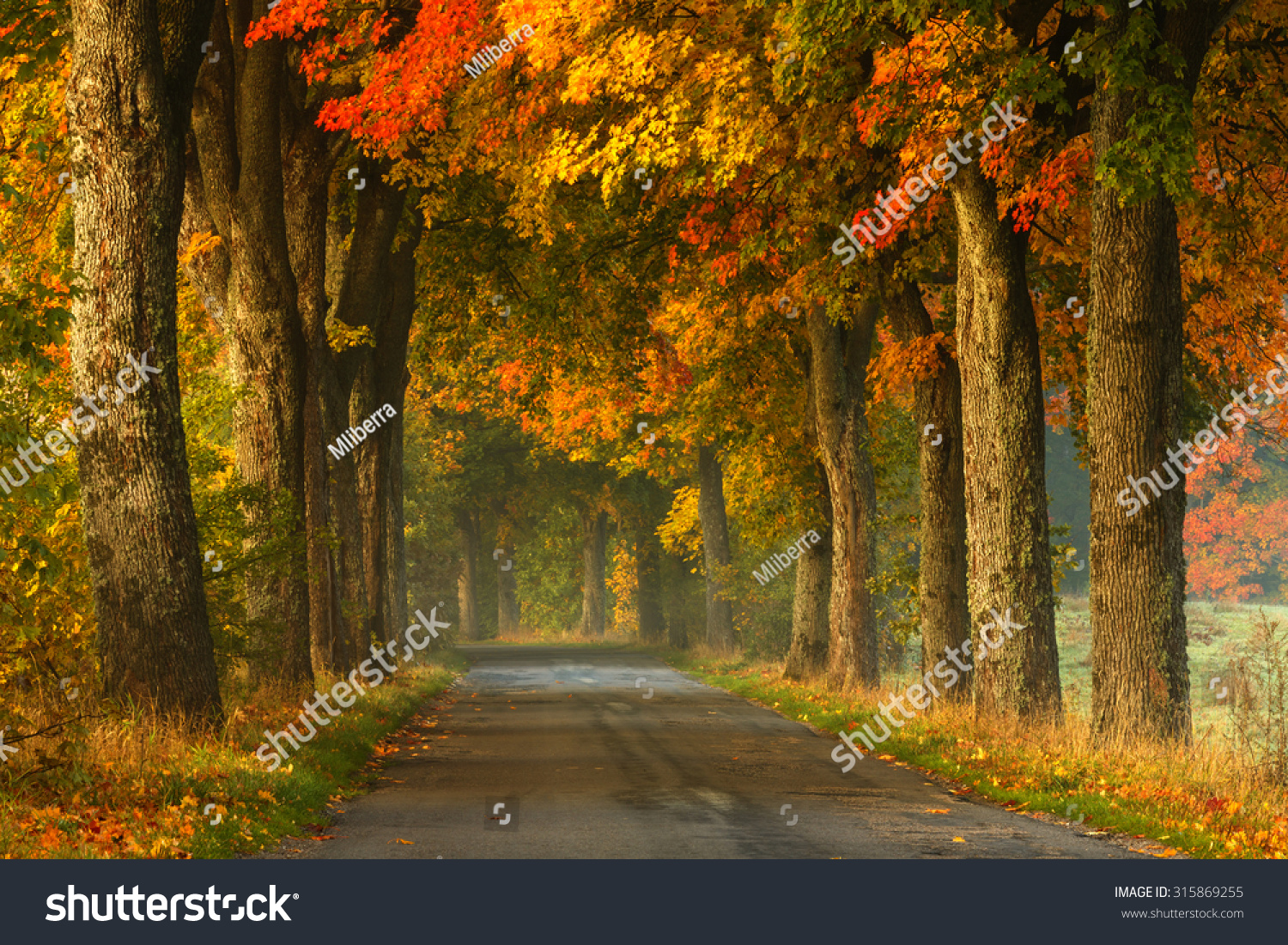Autumn Road Alley Northern Poland./ Autumn Road Alley. #315869255