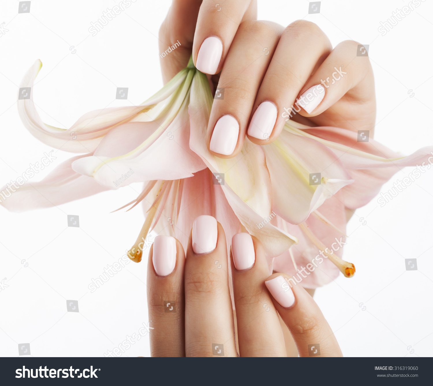 beauty delicate hands with manicure holding flower lily close up isolated on white #316319060