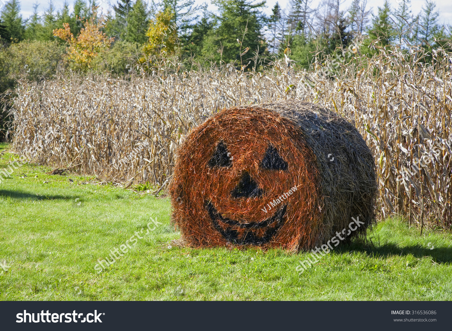 Halloween decorated straw bale on a farm in rural Prince Edward Island, Canada. #316536086