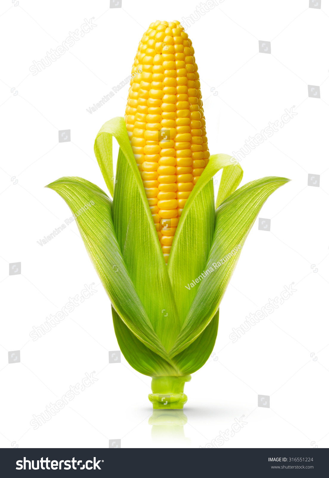 Ear of corn isolated on a white background. Fresh corncob. #316551224